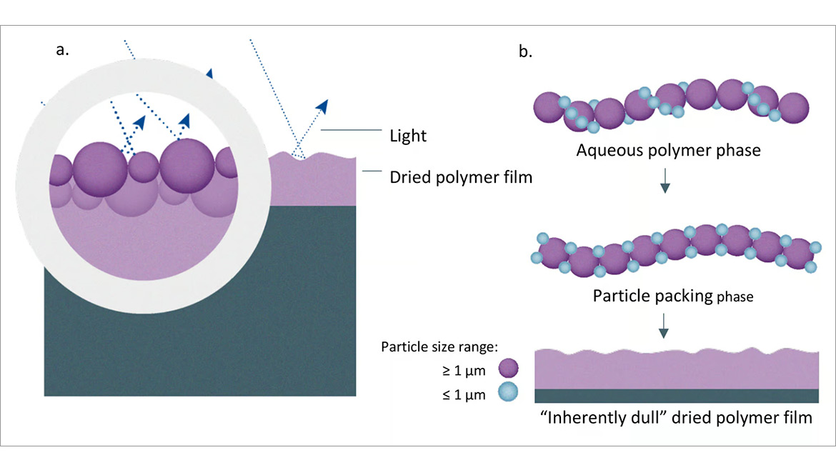 a. Particle size distribution leads to light diffraction; b. Particle size distribution during film formation phase.