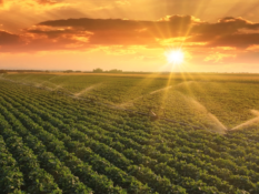 sun rising over field of crops