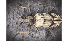 Longhorn beetle