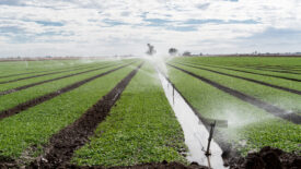 Image of a green field of crops